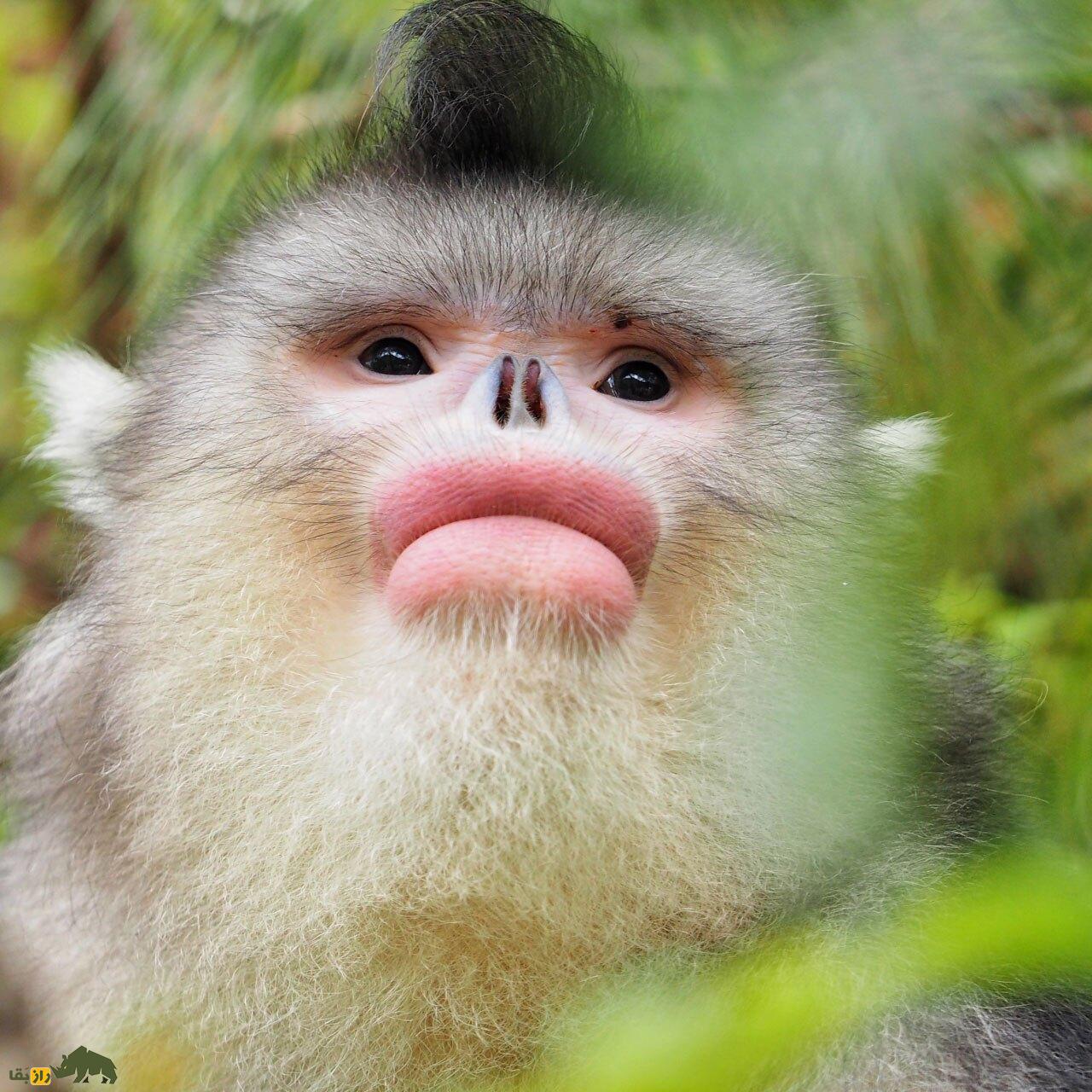 میمون بینی سربالا: عجیبترین و نایابترین میمون جهان که انگار لب و دماغش را جراحی پلاستیک کرده است! میمون بینی سربالا: عجیبترین و نایابترین میمون جهان که انگار لب و دماغش را جراحی پلاستیک کرده است!