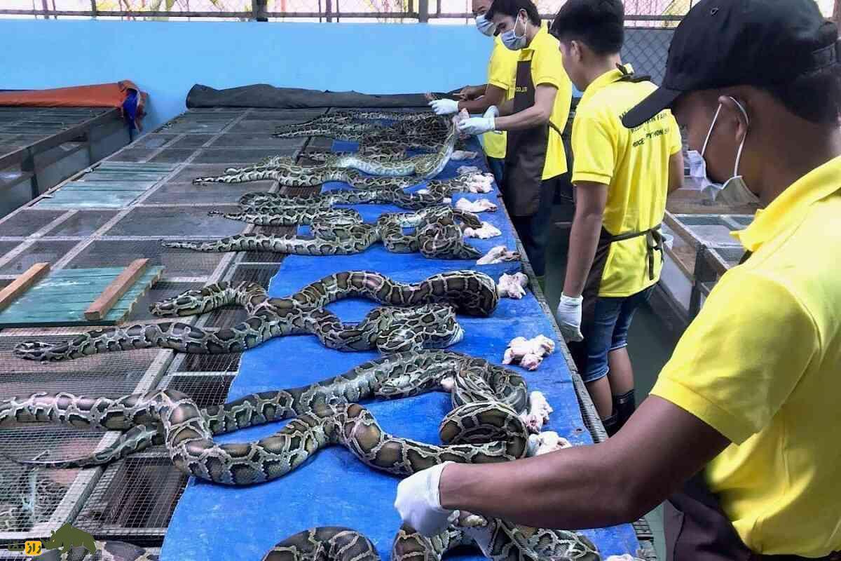 چه کسانی گوشت مار میخورند، چه طعمی دارد و قیمتش چند است؟