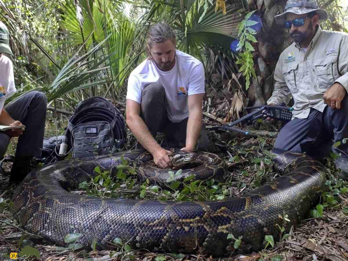 گوشت مار چه خواصی دارد؛ کجا مصرف میشود و قیمتش چند است؟ گوشت مار پیتون