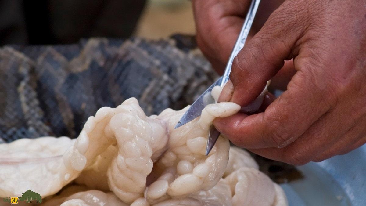 گوشت مار چه خواصی دارد؛ کجا مصرف میشود و قیمتش چند است؟ گوشت مار