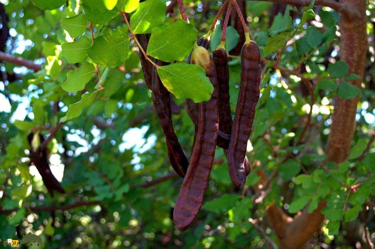 خرنوب: میوهای عربی و شیرین، جایگزین شکلات و کاکائو که از یونان باستان وجود داشته و اسهال را درمان میکند خرنوب