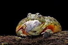 گاو غولک آفریقایی؛ قورباغه غول‌پیکری که هر چیزی سر راهش باشد می‌خورد!