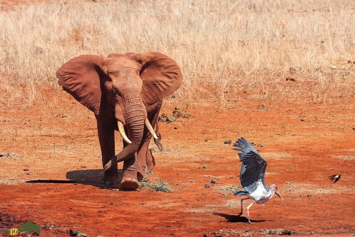 چرا فیل‌ها از زنبور‌ها تنفر دارند؟