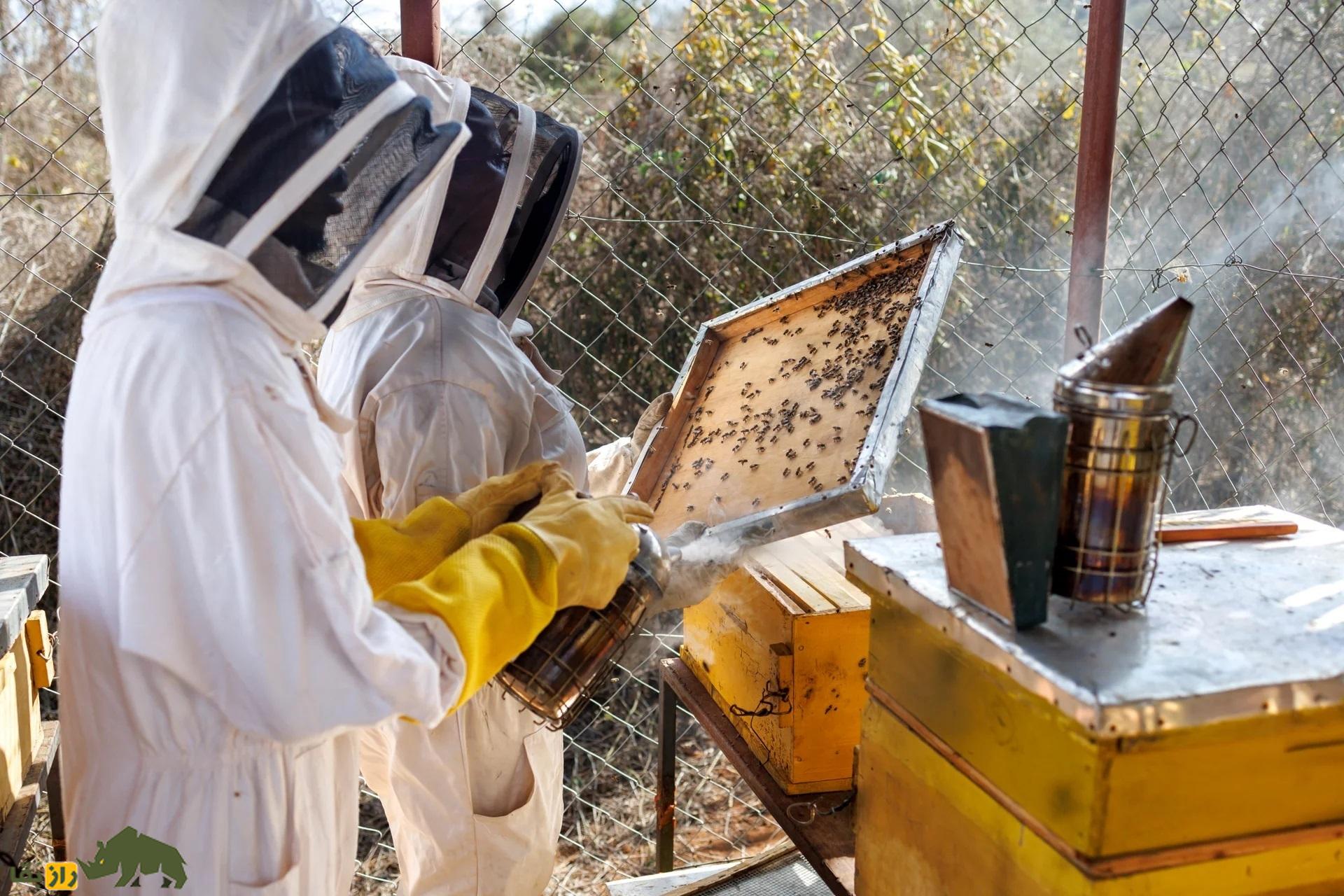 چرا فیل‌ها از زنبور‌ها تنفر دارند؟