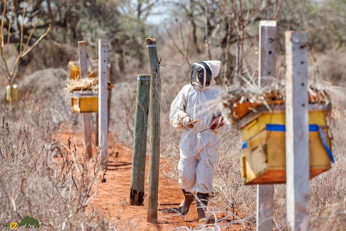 چرا فیل‌ها از زنبور‌ها تنفر دارند؟