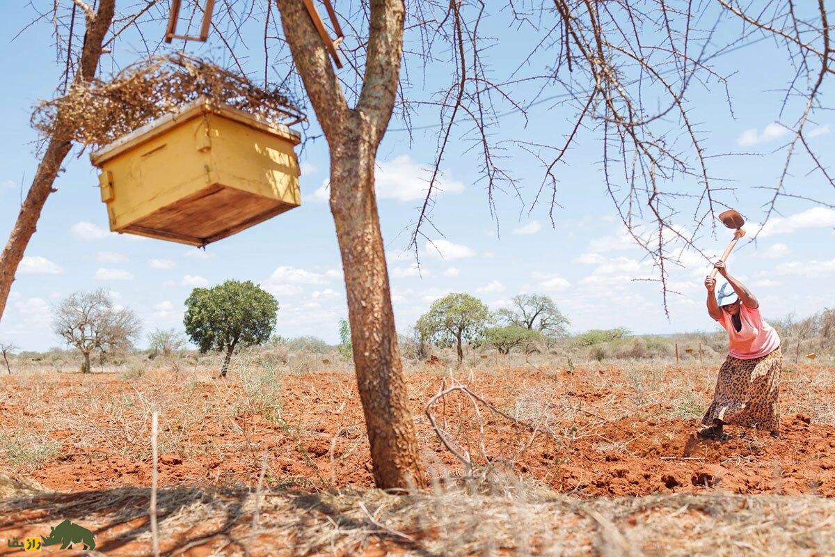 چرا فیل‌ها از زنبور‌ها تنفر دارند؟