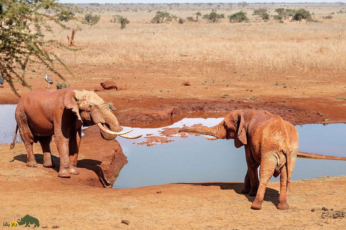 چرا فیل‌ها از زنبور‌ها تنفر دارند؟