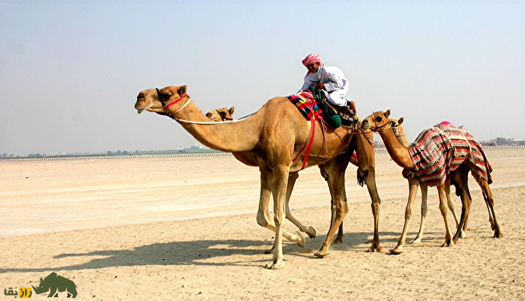 شتر