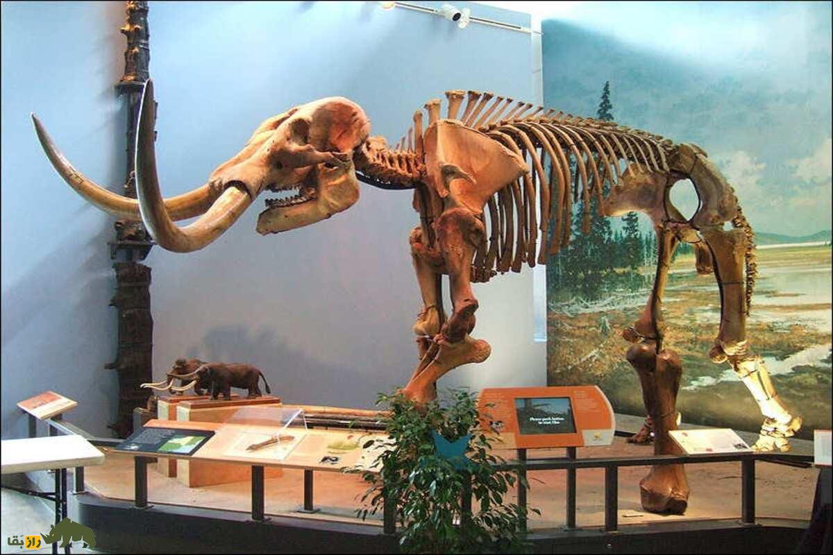 راز فیل‌های منقرض‌شده ایران باستان در شوش و خوزستان؛ فیل سوری تا فیل‌های پلیستوسن