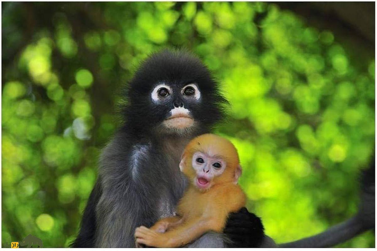 میمون برگخوار عینکی؛ میمونی نادر و در معرض خطر که عینک دارد و نوزاد آن هنگام تولد نارنجیست