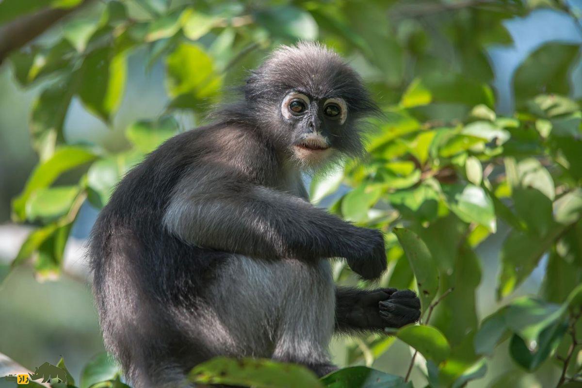 میمون برگخوار عینکی؛ گونهای با حلقه سفید چشم، دم بلند و نوزاد نارنجی در جنگلهای جنوب شرق آسیا میمون برگخوار عینکی؛ گونهای با حلقه سفید چشم، دم بلند و نوزاد نارنجی در جنگلهای جنوب شرق آسیا