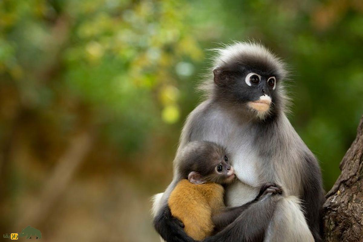 میمون برگخوار عینکی؛ گونهای با حلقه سفید چشم، دم بلند و نوزاد نارنجی در جنگلهای جنوب شرق آسیا میمون برگخوار عینکی؛ گونهای با حلقه سفید چشم، دم بلند و نوزاد نارنجی در جنگلهای جنوب شرق آسیا