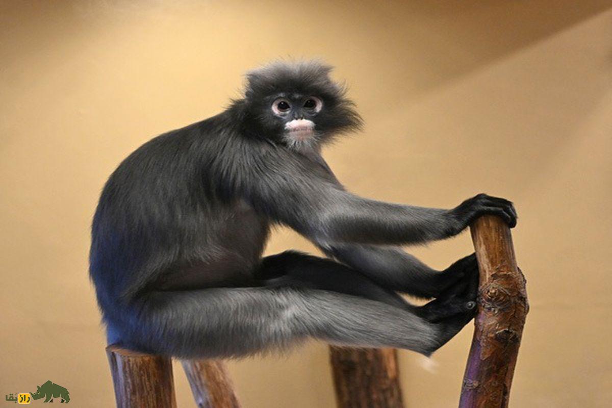 میمون برگخوار عینکی؛ گونهای با حلقه سفید چشم، دم بلند و نوزاد نارنجی در جنگلهای جنوب شرق آسیا میمون برگخوار عینکی؛ گونهای با حلقه سفید چشم، دم بلند و نوزاد نارنجی در جنگلهای جنوب شرق آسیا