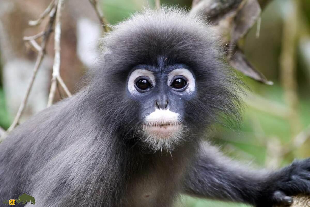 میمون برگخوار عینکی؛ گونهای با حلقه سفید چشم، دم بلند و نوزاد نارنجی در جنگلهای جنوب شرق آسیا میمون برگخوار عینکی؛ گونهای با حلقه سفید چشم، دم بلند و نوزاد نارنجی در جنگلهای جنوب شرق آسیا