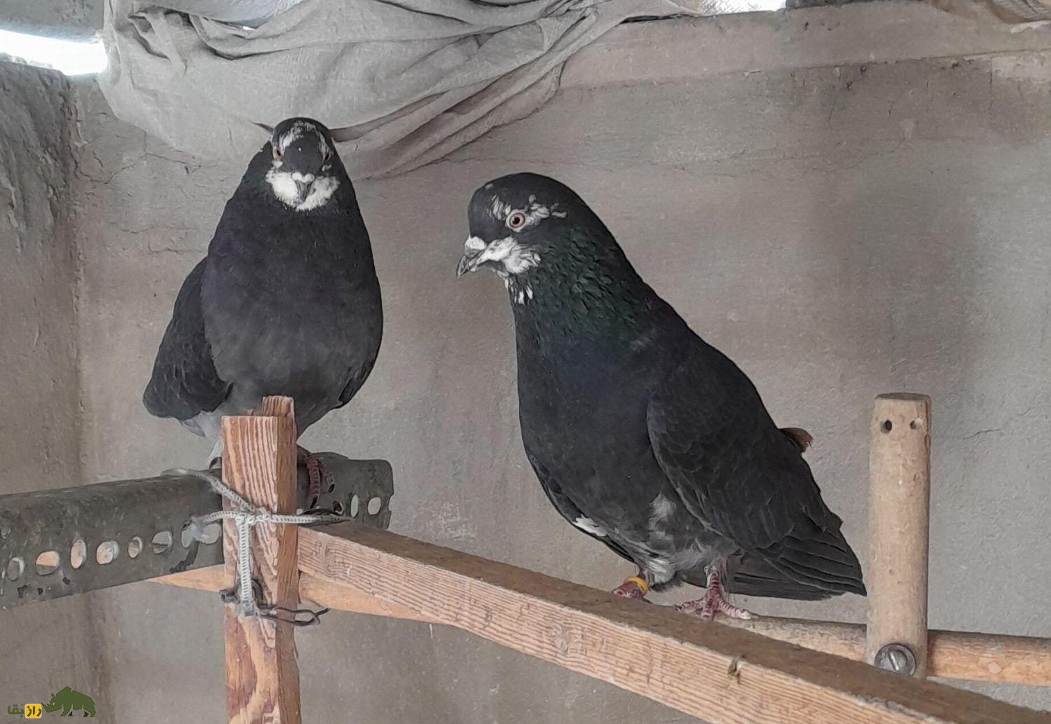 کبوتر زاغ چونه سفید