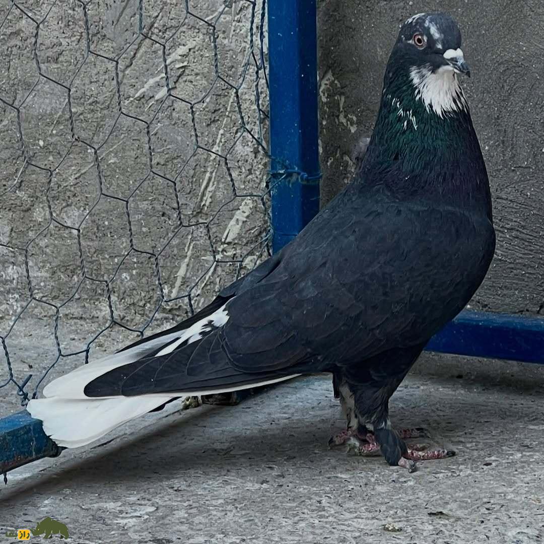 کبوتر زاغ چونه سفید