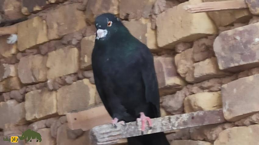 کبوتر زاغ چونه سفید