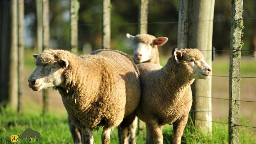 گوسفند ایل دو فرانس؛ گوسفند معروف به «دوشیزه فرانسوی» که یکی از بهترین گوسفندان دنیاست و سالی ۶ کیلو پشم میدهد گوسفند ایل دو فرانس