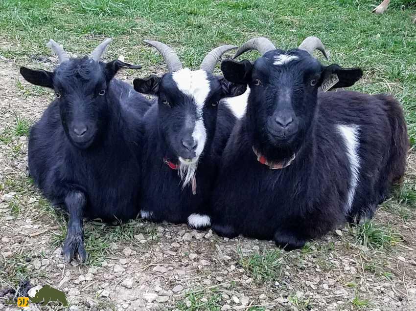 بز پا چوبی