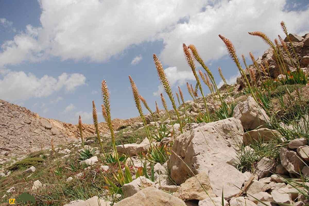 سریش یا چسب کوهی؛ گیاه دارویی و صنعتی کمیاب در کوهستانهای ایران که فقط در بهار میروید! سریش یا چسب کوهی؛ گیاه دارویی و صنعتی کمیاب در کوهستانهای ایران که فقط در بهار میروید!