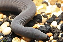 آترتوکوانا؛ عجیب‌ترین دوزیست آمازون مشهور به «مار آلت تناسلی» که ریه ندارد و بدون چشم می‌بیند