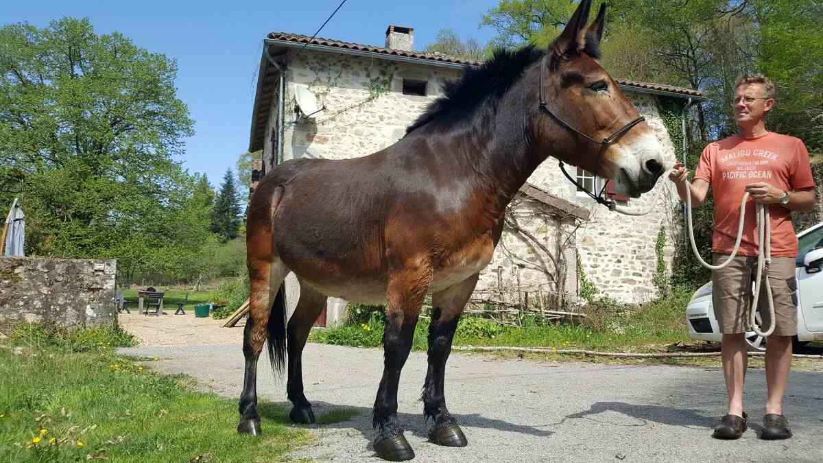 جفتگیری قاطر ماده با اسب یا خر؛ کجای جهان قاطر با جفتگیری بچهدار شد جفتگیری قاطر ماده با اسب یا خر