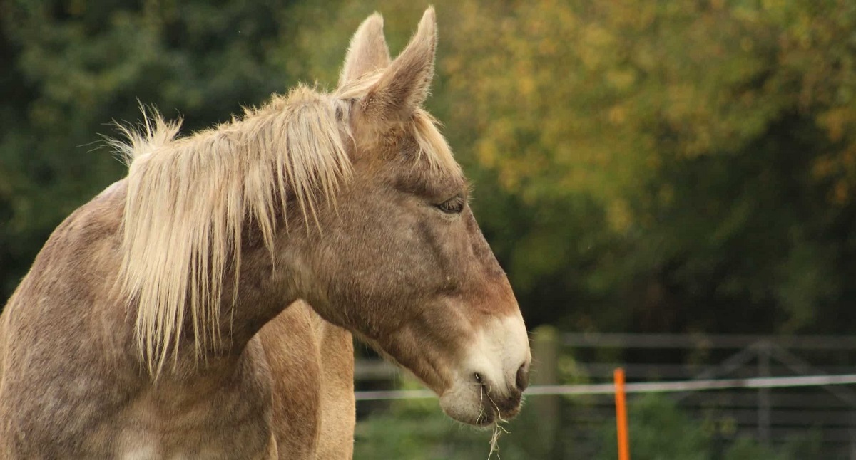 جفتگیری قاطر ماده با اسب یا خر؛ کجای جهان قاطر با جفتگیری بچهدار شد؟ قاطر