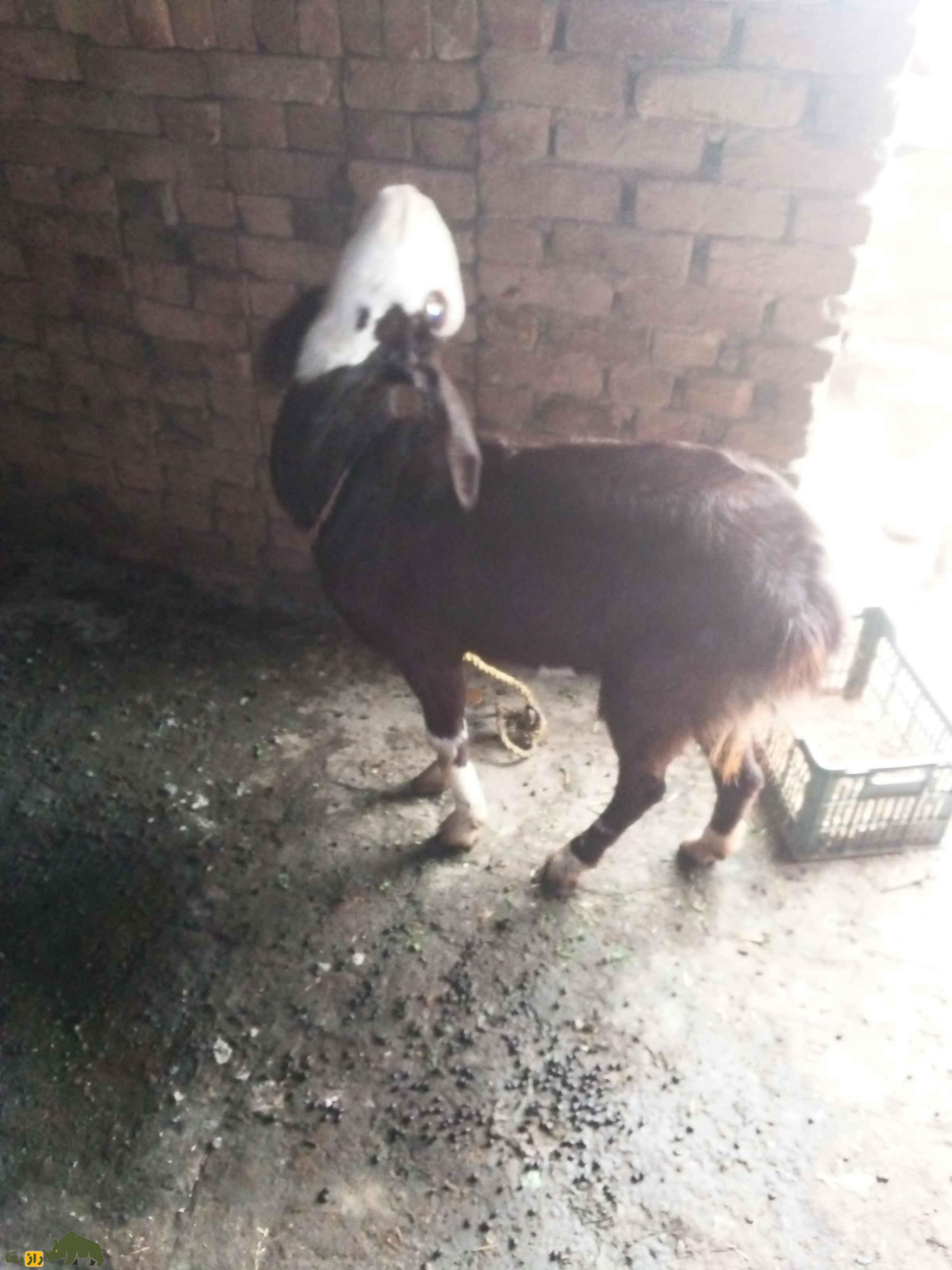 گوسفند هَرْنای؛ گوسفند معروف به «قهرمان بلوچستان» که اقتصاد بلوچستان را زنده کرد گوسفند هَرْنای؛ گوسفند معروف به «قهرمان بلوچستان» که اقتصاد بلوچستان را زنده کرد