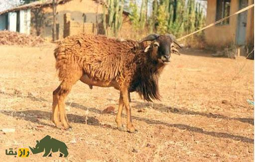 گوسفند هَرْنای؛ گوسفند معروف به «قهرمان بلوچستان» که اقتصاد بلوچستان را زنده کرد گوسفند هَرْنای