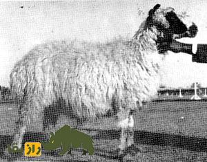 گوسفند هَرْنای؛ گوسفند معروف به «قهرمان بلوچستان» که اقتصاد بلوچستان را زنده کرد گوسفند هَرْنای