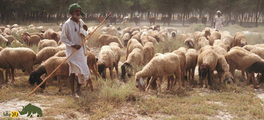 گوسفند هَرْنای؛ گوسفند معروف به «قهرمان بلوچستان» که اقتصاد بلوچستان را زنده کرد گوسفند هَرْنای