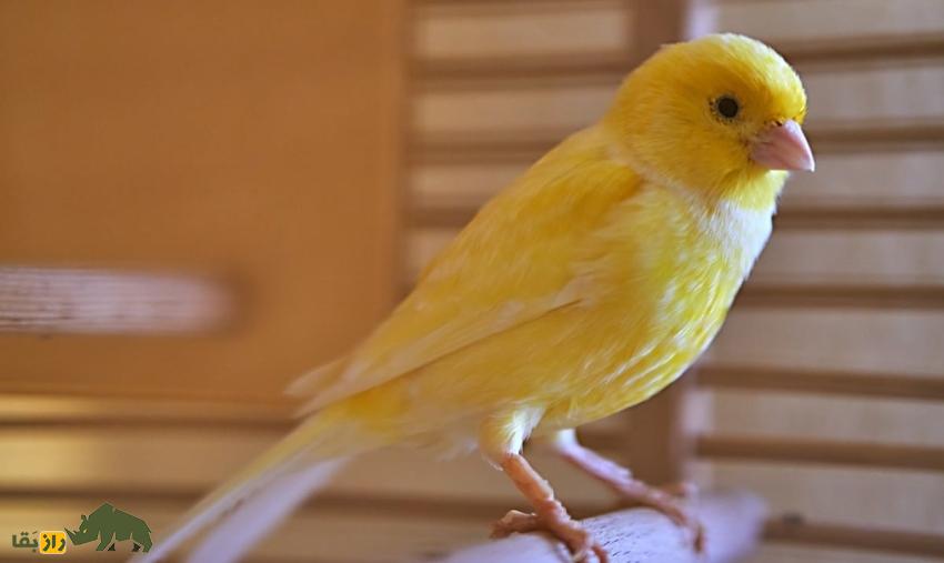 آوازشاه؛ قناری معروف ترکیبی ایرانی که با قیمت ۲۵۰ میلیون تومان به یک عرب فروخته شد و صدایش شبیه موسیقی سنتی ایرانی است