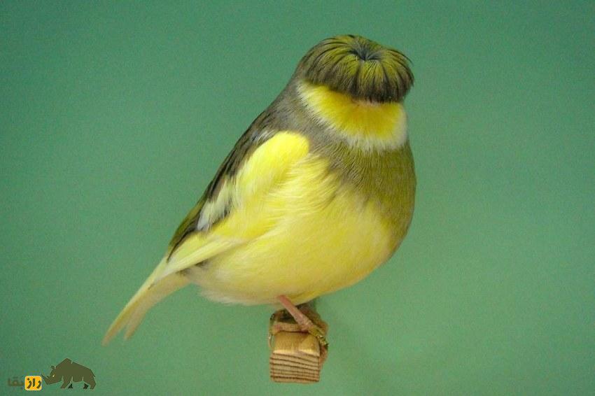 آوازشاه؛ قناری معروف ترکیبی ایرانی که با قیمت ۲۵۰ میلیون تومان به یک عرب فروخته شد و صدایش شبیه موسیقی سنتی ایرانی است