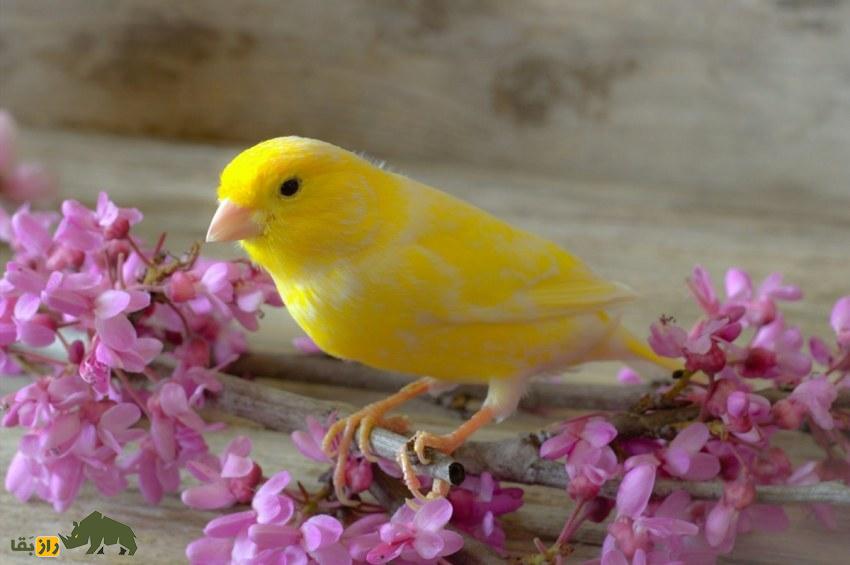 آوازشاه؛ قناری معروف ترکیبی ایرانی که با قیمت ۲۵۰ میلیون تومان به یک عرب فروخته شد و صدایش شبیه موسیقی سنتی ایرانی است