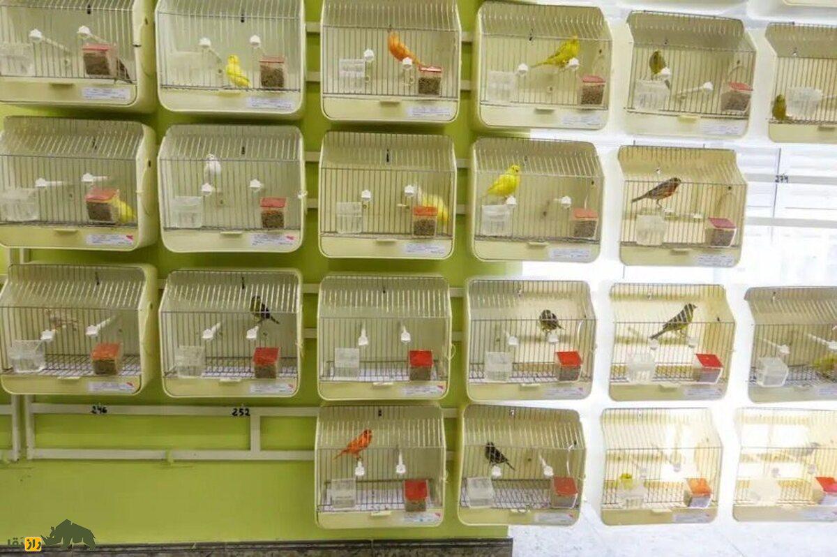 «آوازشاه»؛ قناری ایرانی که ۶۰۰ میلیون تومان فروخته شد و صدایش شبیه خواننده موسیقی سنتی است