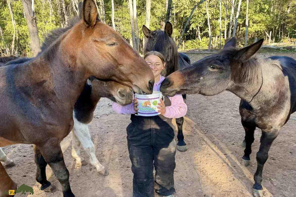 جفتگیری قاطر ماده با اسب یا الاغ؛ چرا قاطرها نمیتوانند بچهدار شوند و اولین قاطر باردار جهان در کدام کشور دیده شد؟ دو قاطر در حال غذا خوردن از یک ظرف
