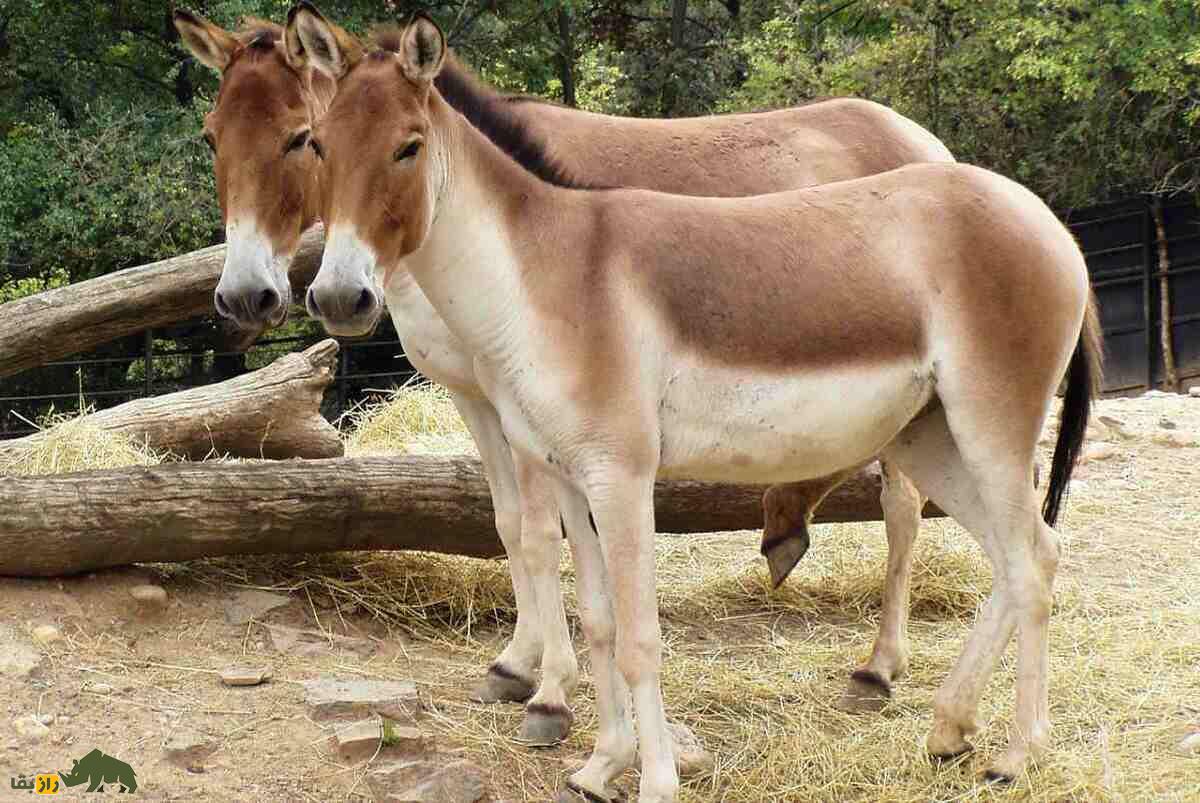 جفتگیری قاطر ماده با اسب یا الاغ؛ چرا قاطرها نمیتوانند بچهدار شوند و اولین قاطر باردار جهان در کدام کشور دیده شد؟