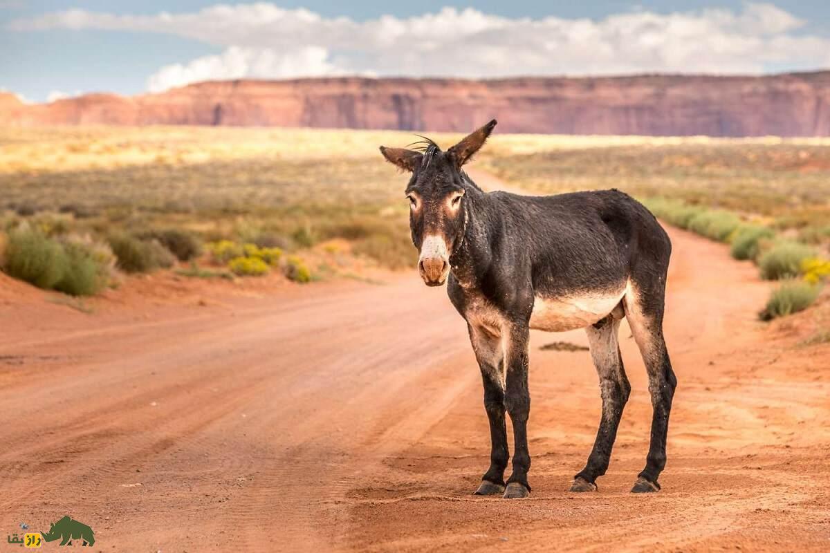 جفتگیری قاطر ماده با اسب یا الاغ؛ چرا قاطرها نمیتوانند بچهدار شوند و اولین قاطر باردار جهان در کدام کشور دیده شد؟ قاطر در بیابان
