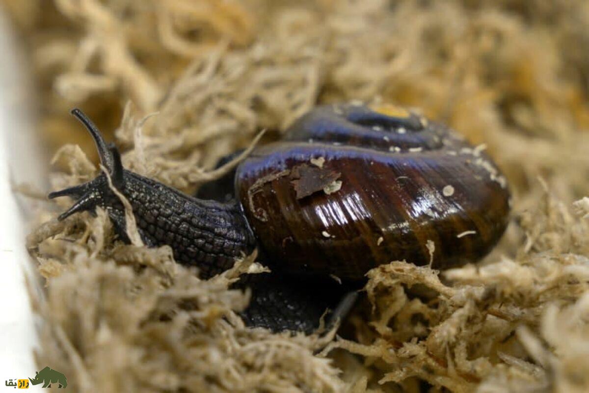 راز تولیدمثل حلزون کمیاب فاش شد؛ حلزون نادر نیوزیلندی از گردن تخم گذاشت! راز تولیدمثل حلزون کمیاب فاش شد؛ حلزون نادر نیوزیلندی از گردن تخم گذاشت!