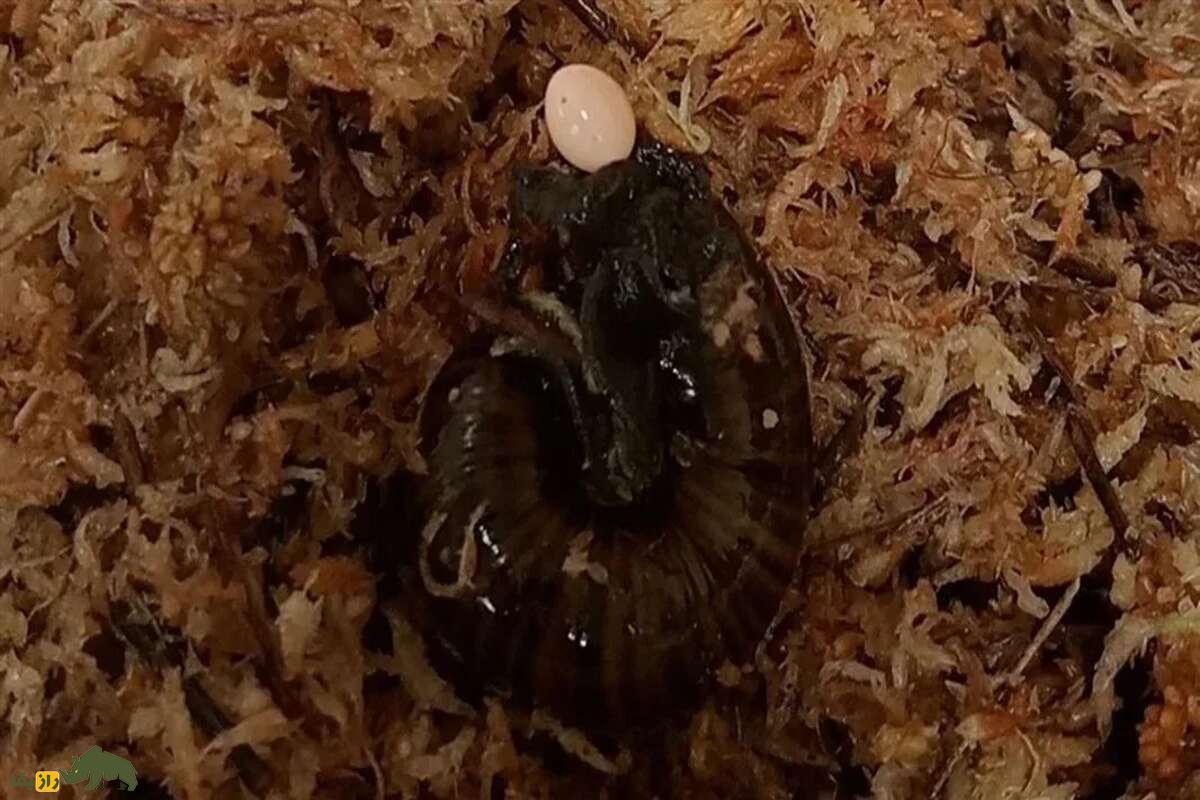 راز تولیدمثل حلزون کمیاب فاش شد؛ حلزون نادر نیوزیلندی از گردن تخم گذاشت! راز تولیدمثل حلزون کمیاب فاش شد؛ حلزون نادر نیوزیلندی از گردن تخم گذاشت!