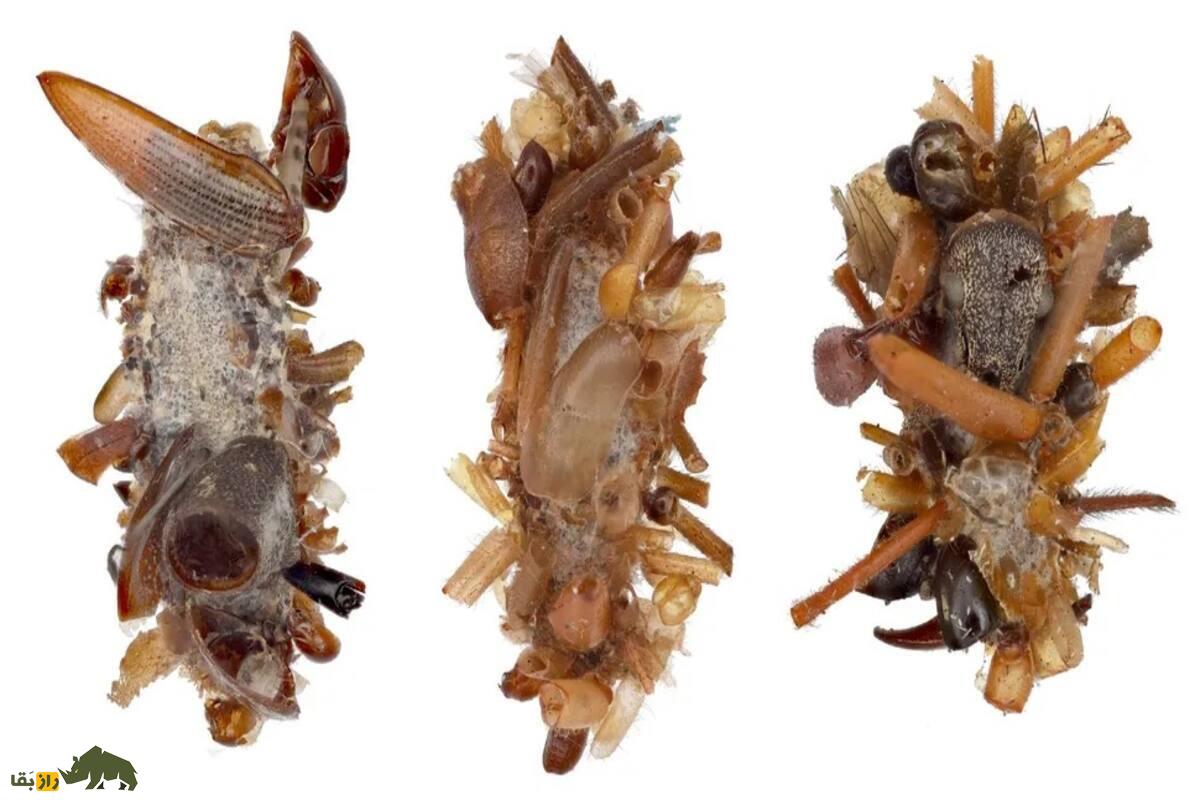 کرم استخوان‌جمع‌کن؛ شکارچی کوچکی که با جنازه‌ها استتار می‌کند!