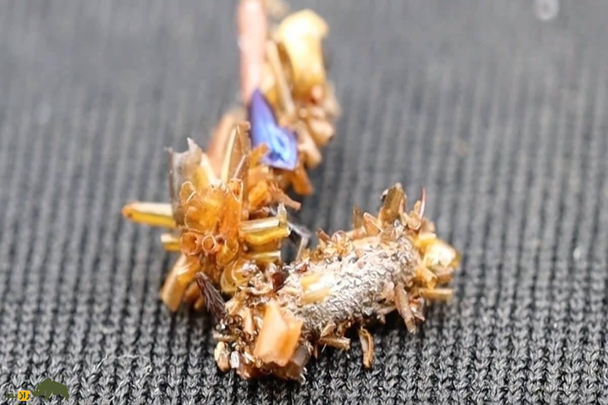 کرم استخوان‌جمع‌کن؛ شکارچی کوچکی که با جنازه‌ها استتار می‌کند!