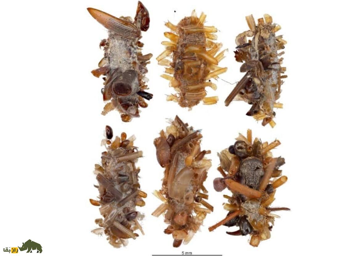 کرم استخوان‌جمع‌کن