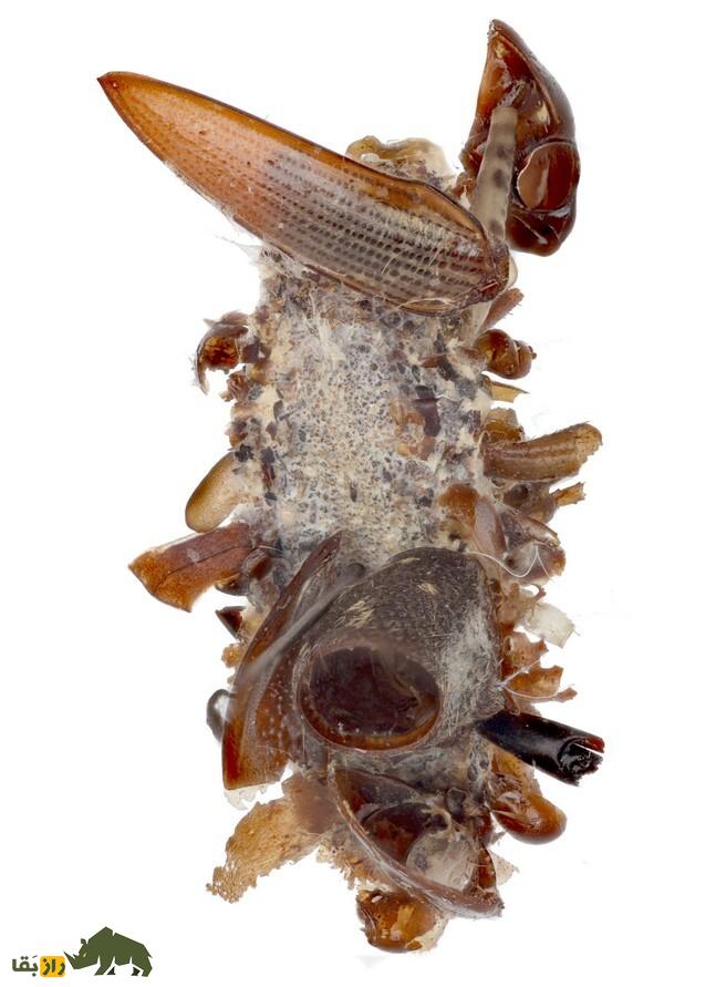 کرم استخوان‌جمع‌کن