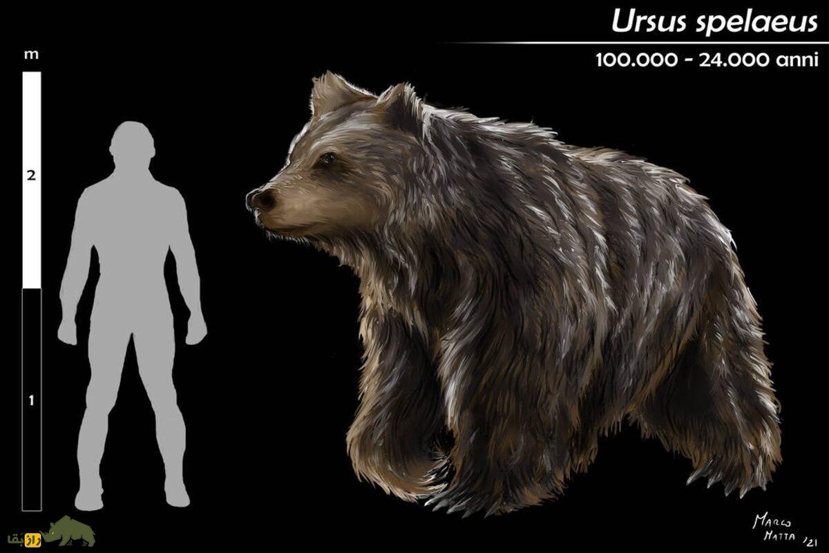 خرس غارنشین؛ غول گیلانی که هزاران سال پیش در غارهای ایران زندگی می‌کرد!