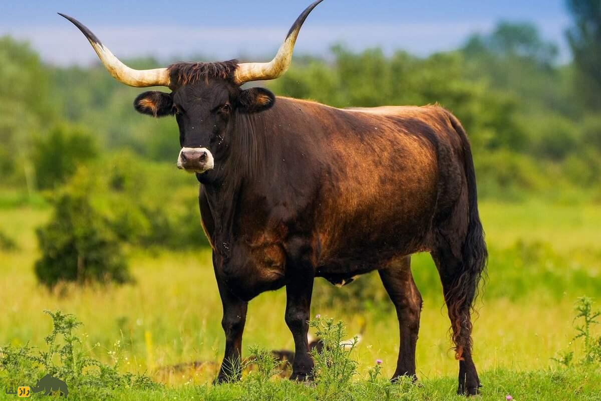 نیاگاو (اروخص)؛ غول کوهستان‌های زاگرس با شاخ‌های خمیده، قدی بیش از ۲ متر و وزنی تا ۱۵۰۰ کیلو