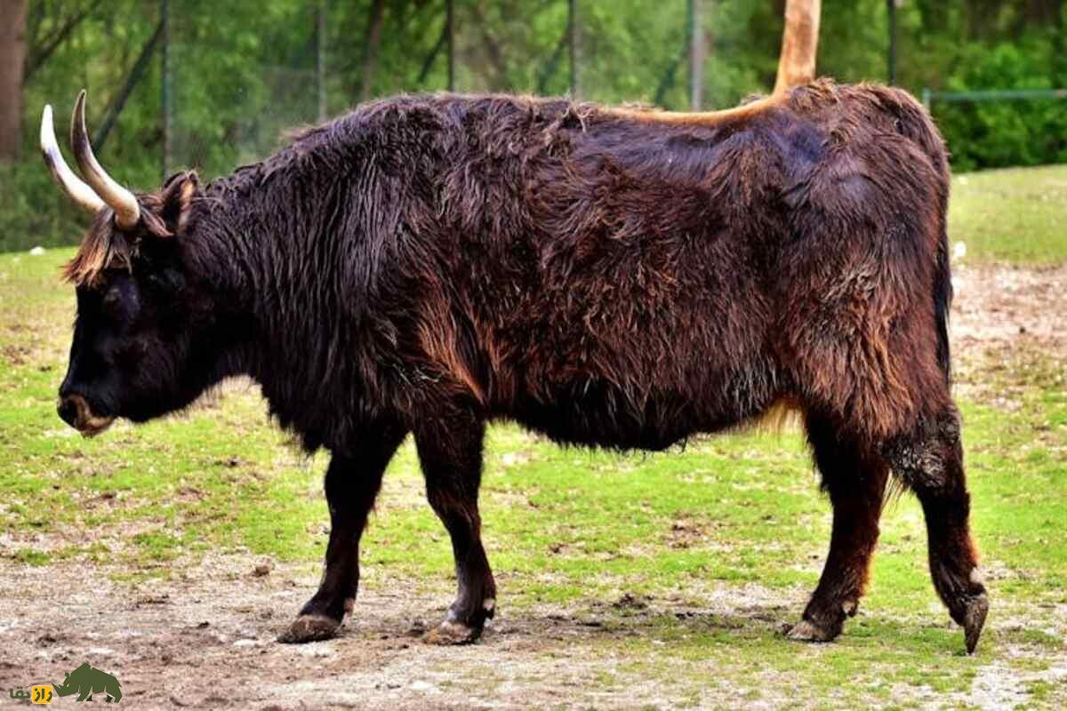 نیاگاو (اروخص)؛ غول کوهستان‌های زاگرس با شاخ‌های خمیده، قدی بیش از ۲ متر و وزنی تا ۱۵۰۰ کیلو