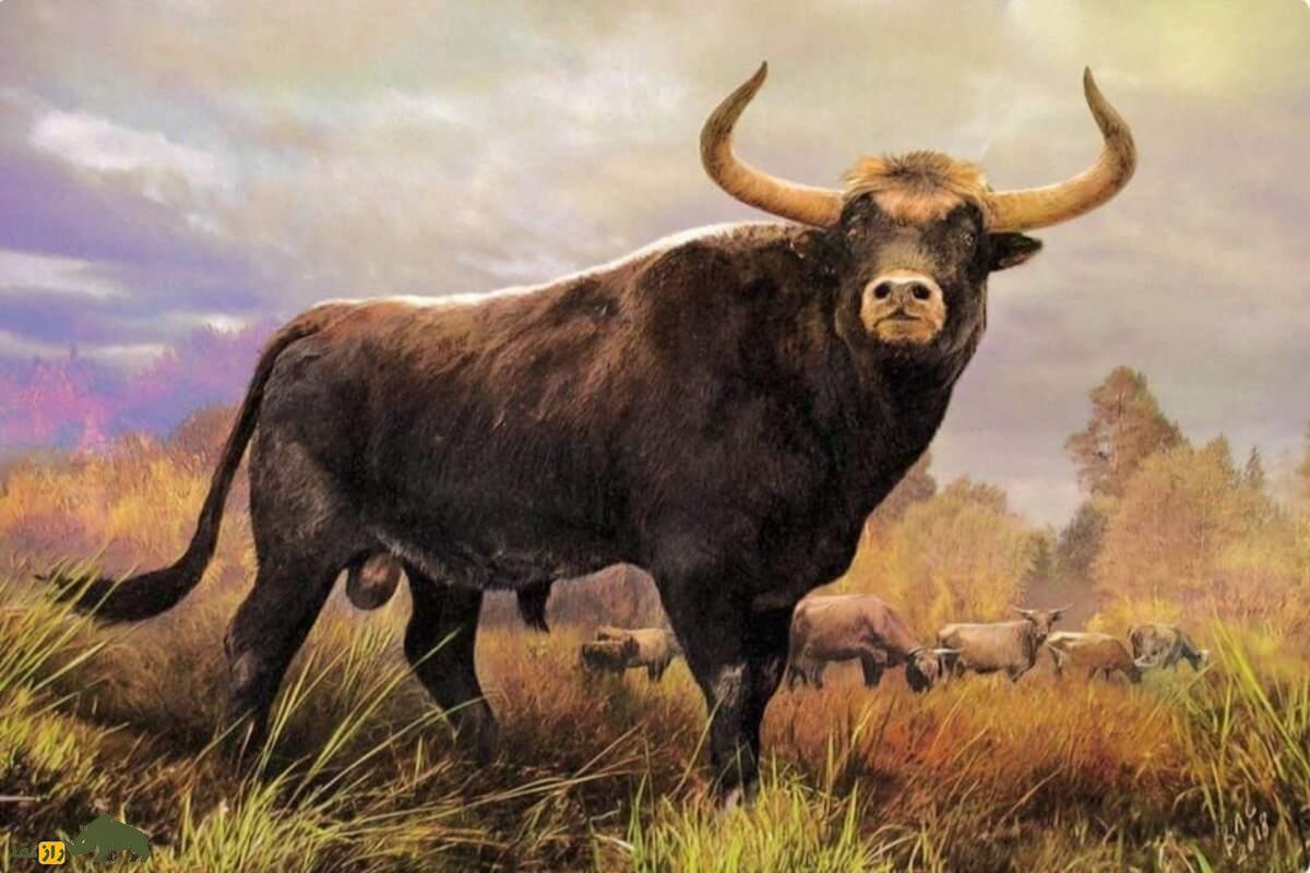 نیاگاو (اروخص)؛ غول کوهستان‌های زاگرس با شاخ‌های خمیده، قدی بیش از ۲ متر و وزنی تا ۱۵۰۰ کیلو