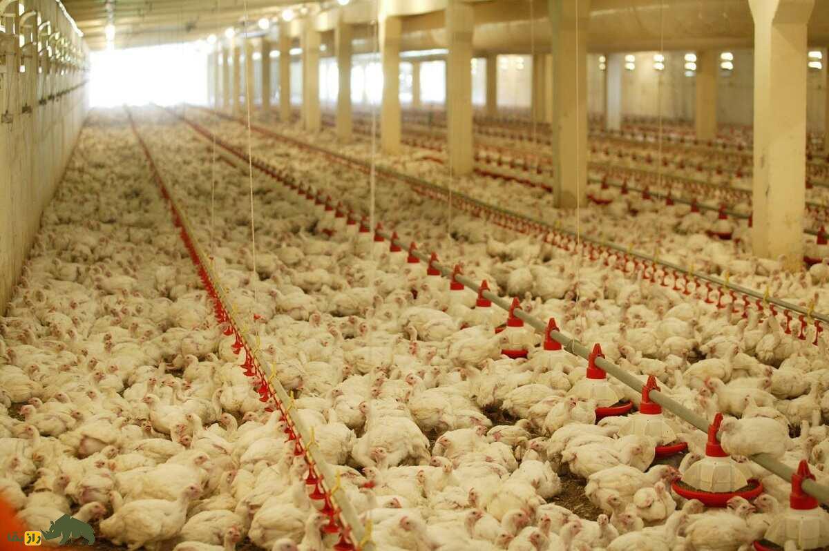بهترین ترکیب مرغ و خروس برای تولید جوجههای گوشتی؛ جفتگیری کدام مرغ و خروس باهم بهترین جوجه گوشتی تولید میکند؛ موفقترین جفتگیری کدام ترکیب است؟ مرغ و خروس