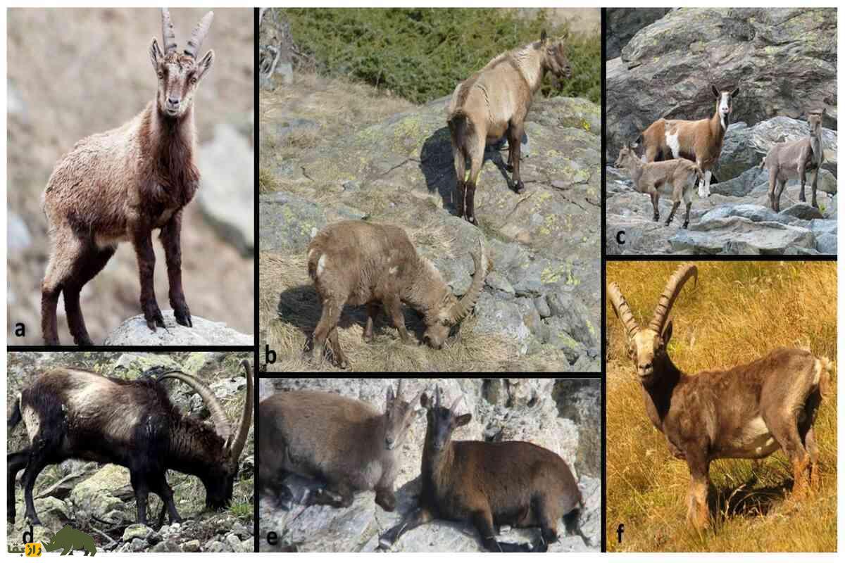 فرزند حاصل از جفتگیری بز کوهی ایرانی و بز اهلی؛ دورگهای نیمهوحشی و نیرومند که یک کوهنورد حرفهایست